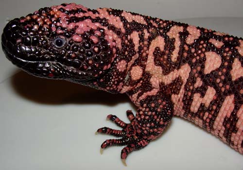 Male Reticulated Gila Monster