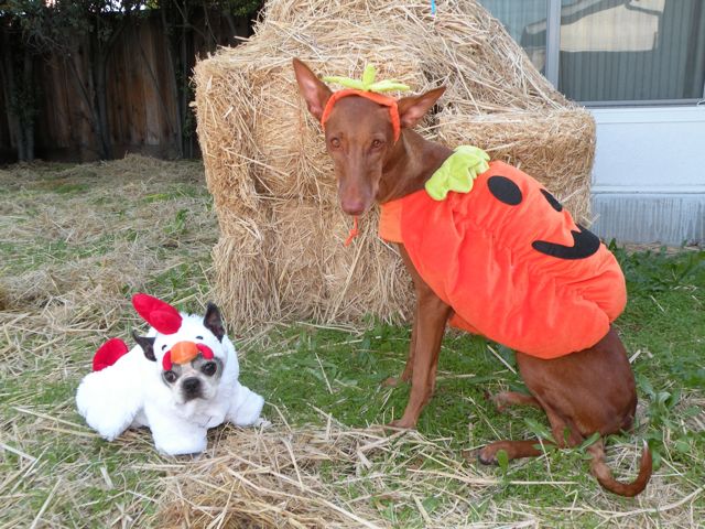 Halloween 09