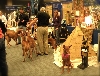 Neneh at 09 Meet the breed