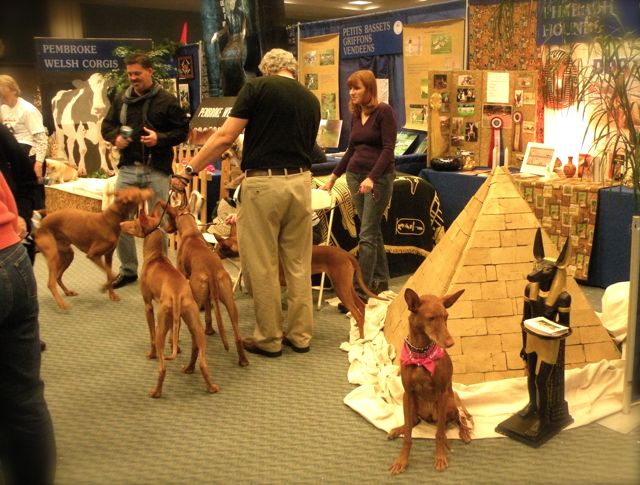 Neneh at 09 Meet the breed