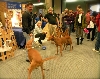 Pharaohs at Meet the Breed 09