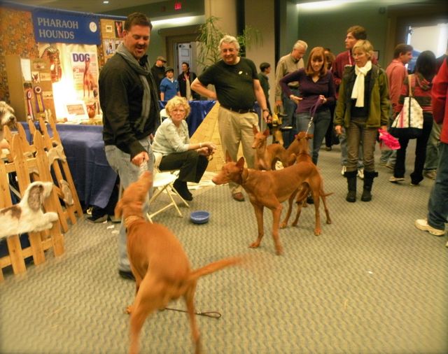 Pharaohs at Meet the Breed 09