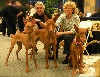 Meet the Breed Sophia, Wyatt & Neneh