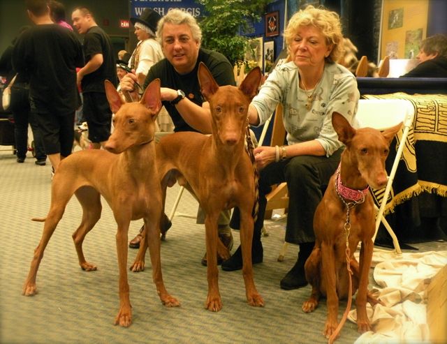 Meet the Breed Sophia, Wyatt & Neneh