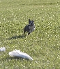 Boston Terrier at lure coursing