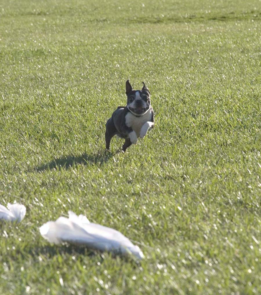 Boston Terrier at lure coursing