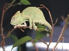 my new pet