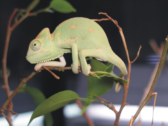 my new pet