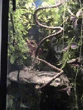 top half of crested gecko 55 gal.