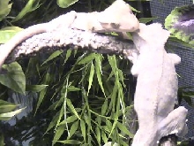females