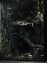 bottom half of 55 gal crested gecko