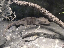 male crested