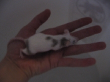 Isabell