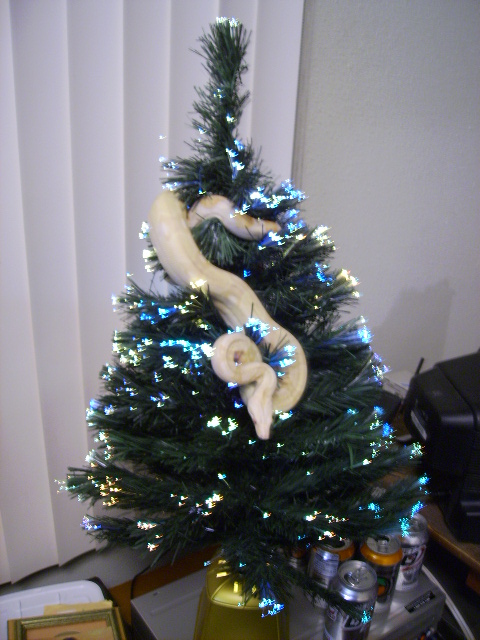 There's something new on my christmas tree...