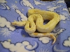 Christmas albino