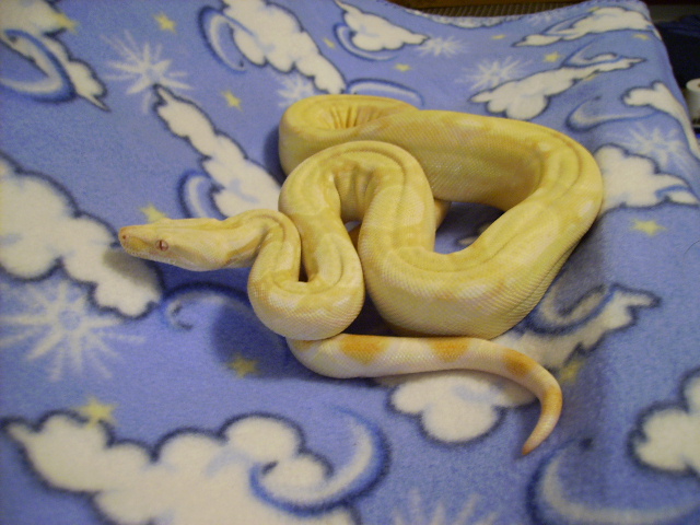 Christmas albino
