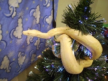 My new albino male on Christmas eve...