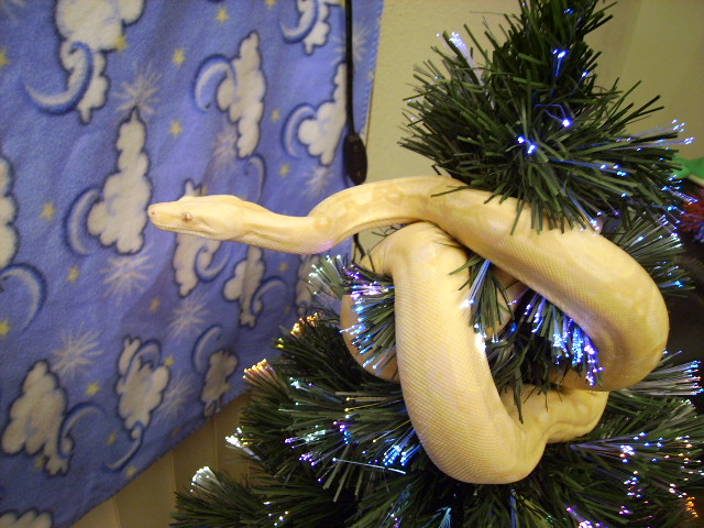 My new albino male on Christmas eve...