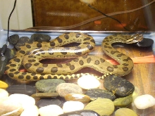 Juvenile Green anaconda