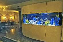 my aquarium