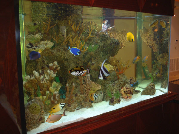 my aquarium