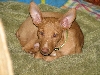 Ett at 8 1/2 weeks of age