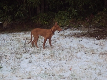 Saar's first snow