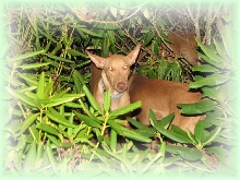 Deer Hairy