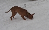 First Snow