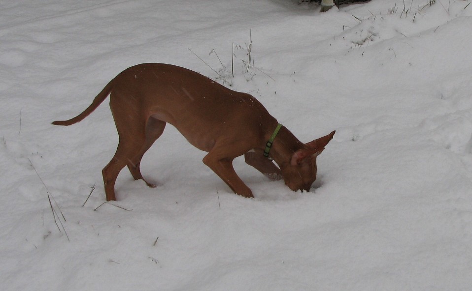 First Snow