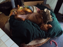 Belly up
