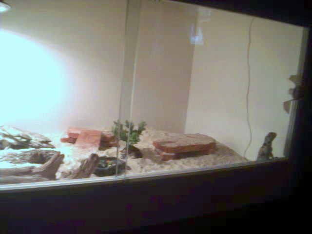 ambrose's cage