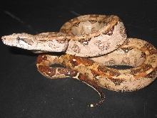 2004 Hypo Cancun Boa