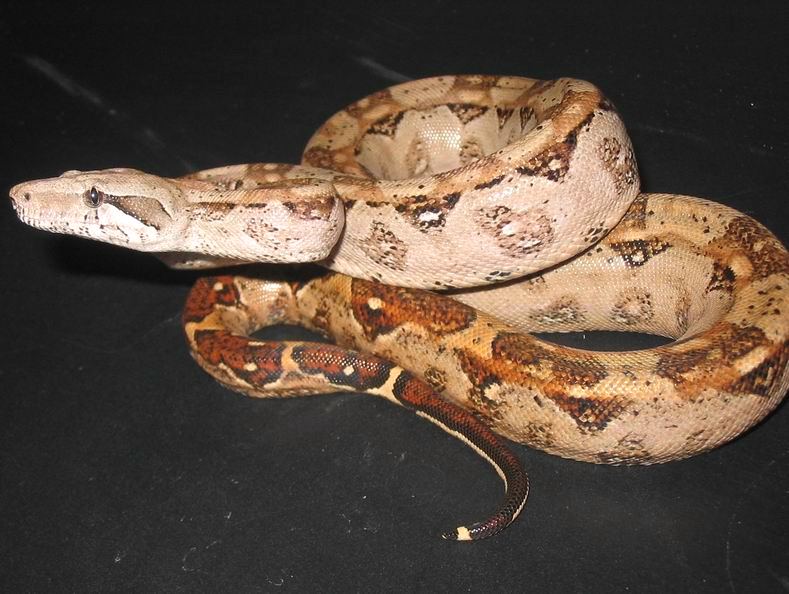 2004 Hypo Cancun Boa