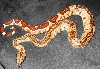 fssf