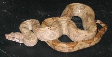 hogg island boa
