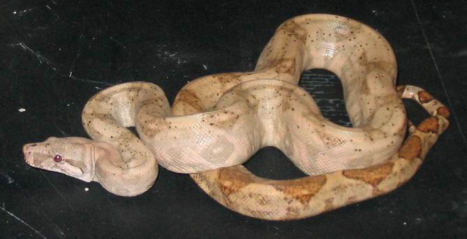 hogg island boa