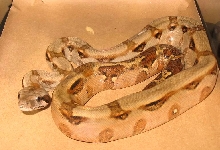 honduran aberr