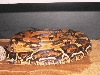Red Girl poss Gravid