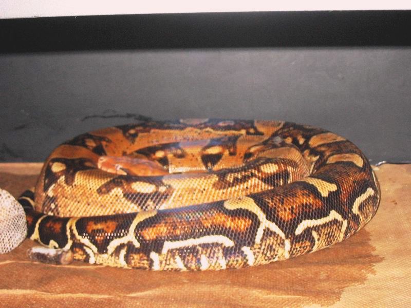 Red Girl poss Gravid