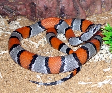 lampropeltis alterna