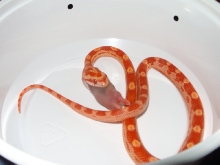 sunglow motley