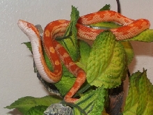 sunglow motley