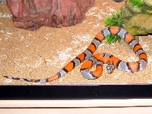 grey-banded king