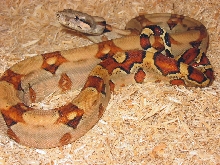 05 Female Pastel Colombian Boa