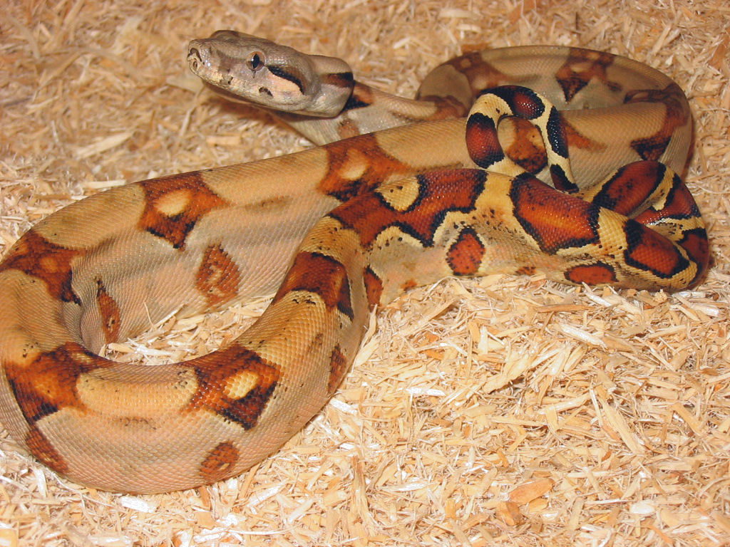 05 Female Pastel Colombian Boa