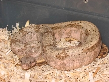semi-patternless hog