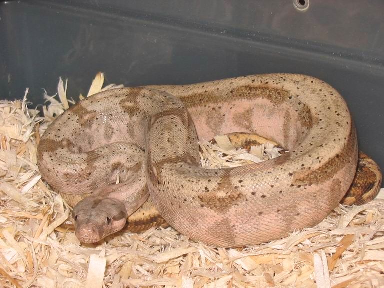 semi-patternless hog