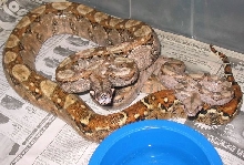 Hypo Sonoran Pair 2