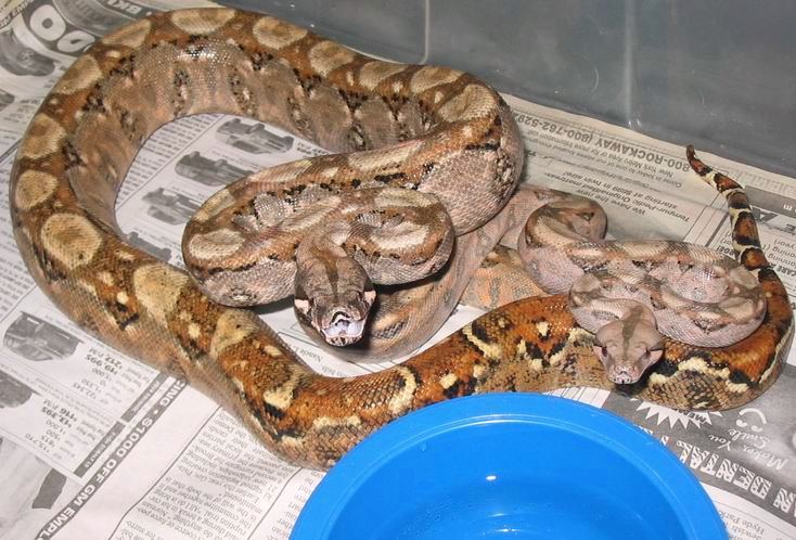 Hypo Sonoran Pair 2